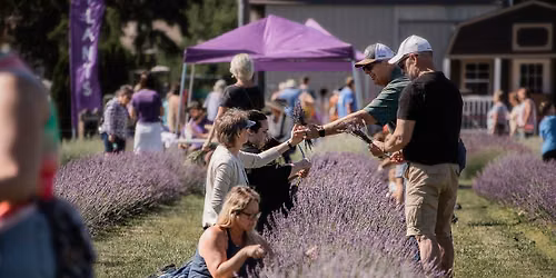 Lavender Harvest Festival - 9th Annual