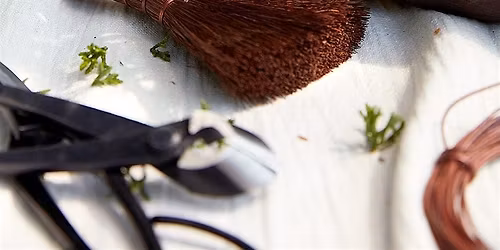 Make Your Own Bonsai: Tropical