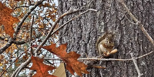 Animal Spotlight: Squirrelly About Squirrels