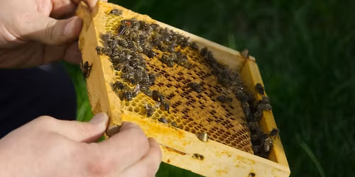 Blooms & Bee\u2019s Mothers Day STEAM