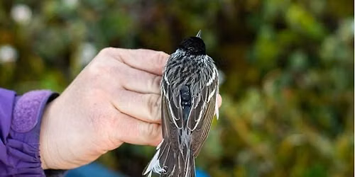 Matt Hack: Tracking Songbird Migration Using Geolocators