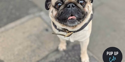 London - Pug Pup Up Cafe \u2600\ufe0f