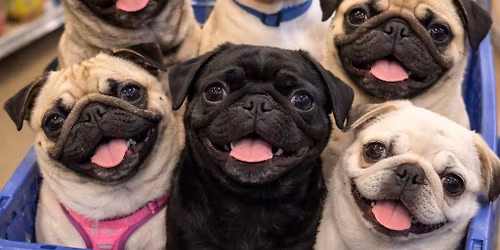 Renton PetSmart Adoption Event