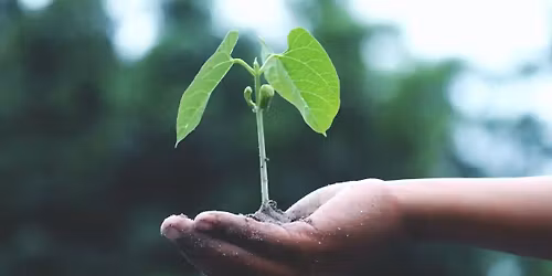 Spring into Summer Plant Sale and Seed Swap