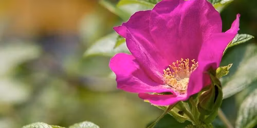 JUNEAU: Family Wellness & Crafting Night