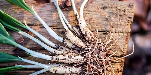 Reng\u00f8ring & Ramsl\u00f8g i Risskov