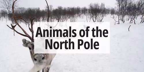 Animals of the North Pole with a Reindeer