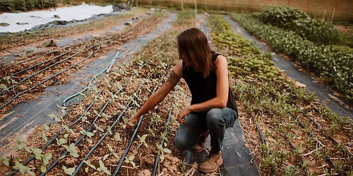 Container Herb Gardening with Spore and Seed