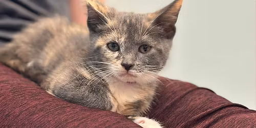 Kitten Meditation to Benefit Fancy Cats & Dogs Rescue Team