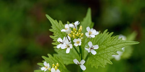 Balade plantes comestibles au fil de l\u2019eau - \u26a0\ufe0fCOMPLET