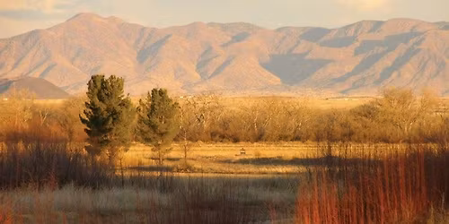 High Desert Cluster of Dog Shows
