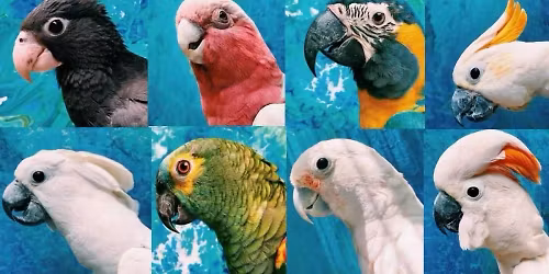 \ud83c\udf3f\ud83e\udd9c  RESCHEDULED  Tour at Bird Gardens of Naples! \ud83e\udd9c\ud83c\udf3f\n\nJoin us