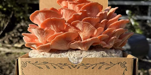Mushroom Workshop