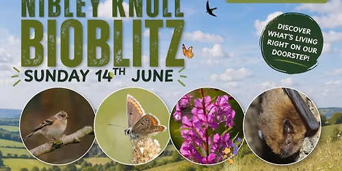 Nibley Knoll Bioblitz 2026!