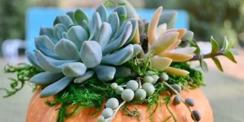 Succulent Pumpkin 