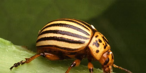One Step Ahead: Organic Strategies for Managing Vegetable Pests Workshop