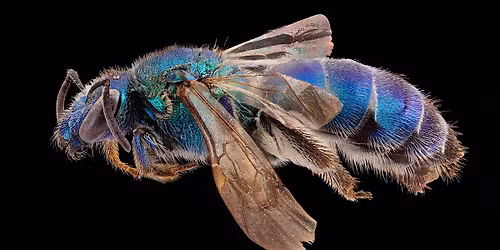 Pollinator Commons Conversation with Sam Droege on Native Plants & Bees