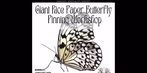 Giant Rice Paper Wing Butterfly Pinning Workshop