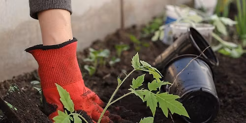 Ask a Master Gardener