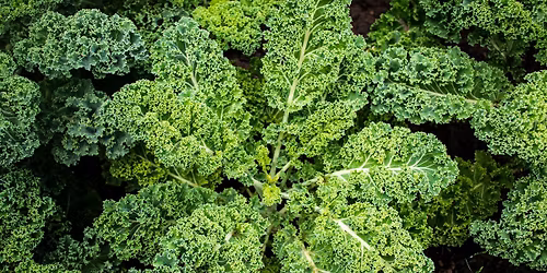 Traditionelles Gr\u00fcnkohlessen