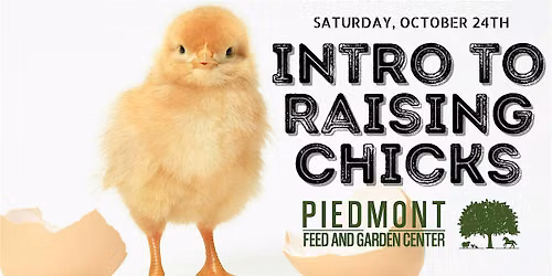 Intro to Raising Chicks