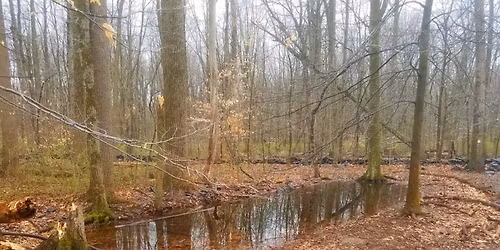 November Monthly Meeting: 'The Alien World of Vernal Pools', by Tom Biebighauser