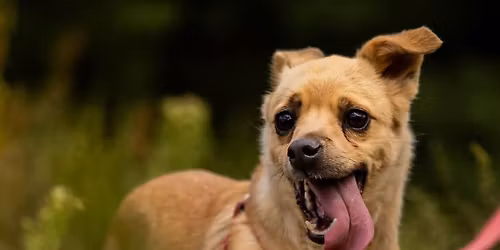 Oren, czy jeszcze zaufa cz\u0142owiekowi?