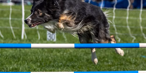 GACGLV February AKC Agility Trial