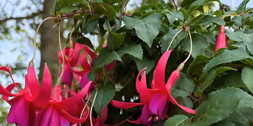 Blooms for Resilience: A Community Plant Sale