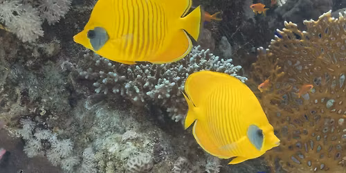 Fantastic Fish with the North Carolina Aquarium @ Barbee