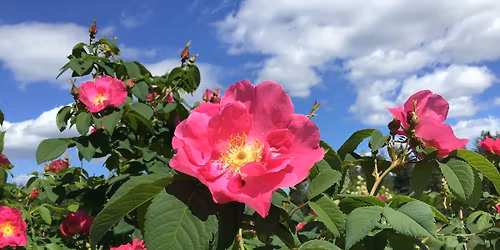 Suvisunnuntain juhla