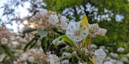 Knowing Native Plants: Flowering Shrubs