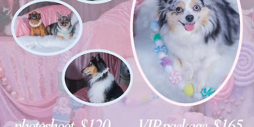 Candy Land Christmas \/\/ Pet Portraits @ Hairy Stylez: Photos by Amanda Anderson Studios