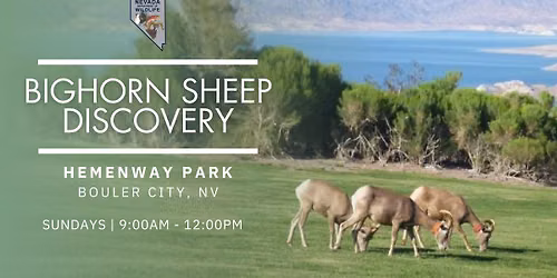 Bighorn Sheep Discovery