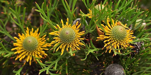 Autumn Open Day April 26th 10am to 3pm