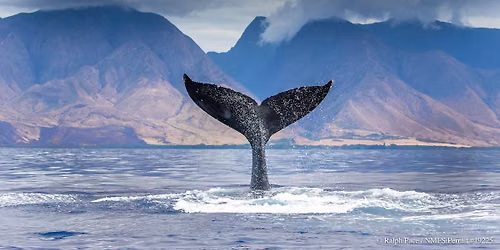 Whale Tales