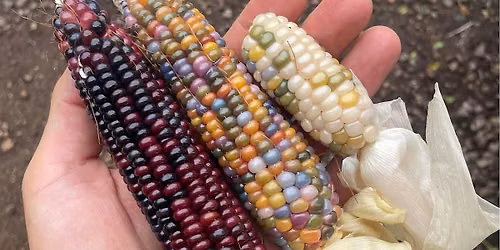 Urban Farming 101 Workshop: Seed Saving