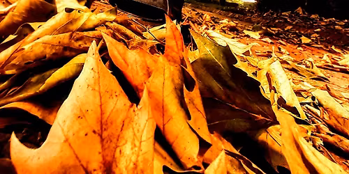 Leaf Blower Pro Skills \u2013 Get Competition Ready FREE Workshop