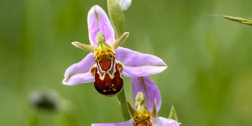 Orchid Walk - College Lake, Friday 12 June