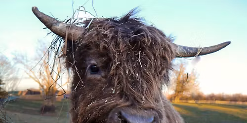 Brews with Moos- GOAT Lab Brewery- NWA