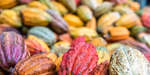 The Chocolate Journey
