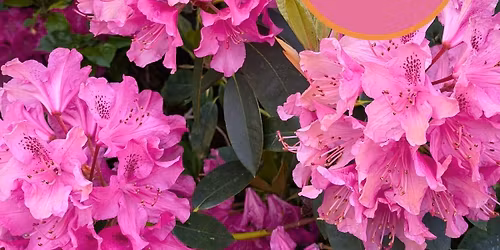Sandling Park Open Garden