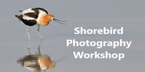 Shorebird Photography Workshop