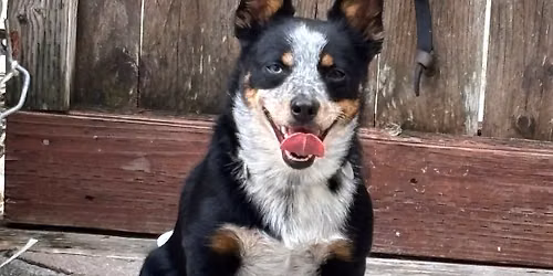 Adult Manners Level 1 for Dogs