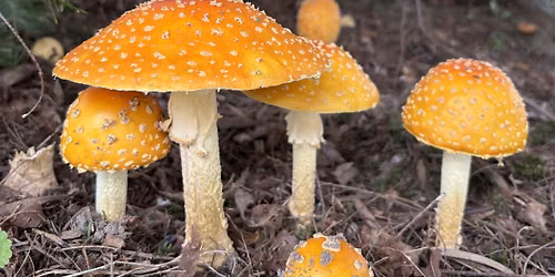 High Park Mushroom Discovery Walk (Sept 20)
