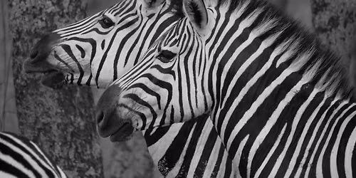 Black and White