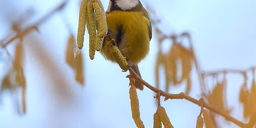 Birdwatching digital \u2013 App zum Vogelgucken