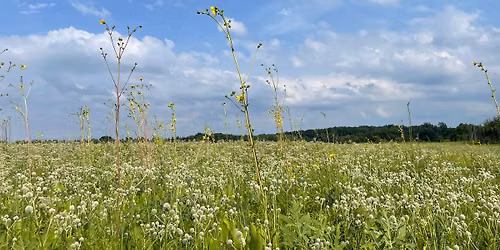 Prairie Walk at Gabis Arboretum