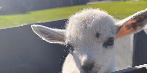 Farm Swap, Petting zoo & Artisan Market