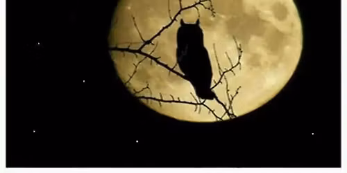 Owl Prowl (Adults & Teens)